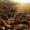 Organic,Potato,Harvest,In,The,Fields. | Kenagro East Africa