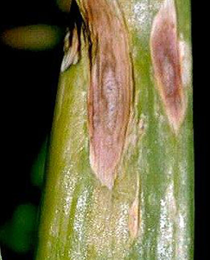 onion-purple-blotch | Kenagro East Africa