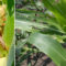 Fall Armyworm_kenagro | Kenagro East Africa