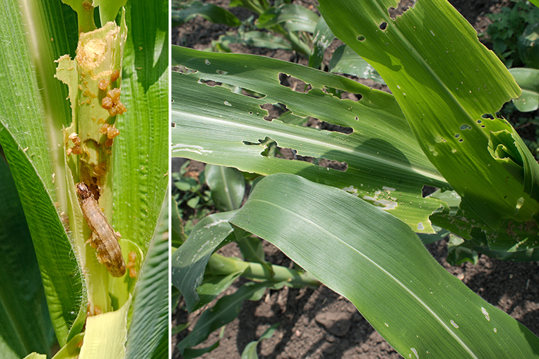 Fall Armyworm_kenagro | Kenagro East Africa