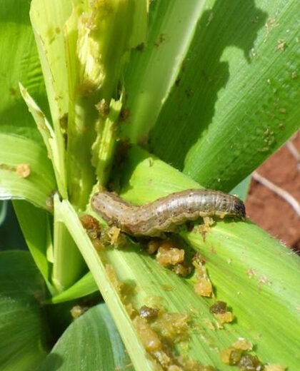 Insecticides_kenagro | Kenagro East Africa