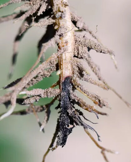 Bean Root Rot_kenagro | Kenagro East Africa