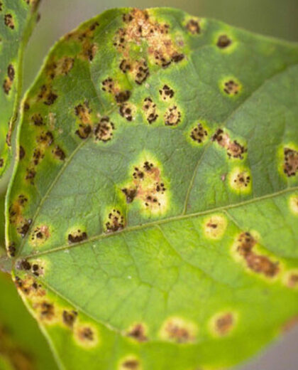 Bean Rust_kenagro | Kenagro East Africa