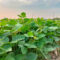 Beans Farming_kenagro | Kenagro East Africa