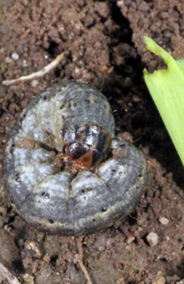 Cutworm_kenagro | Kenagro East Africa