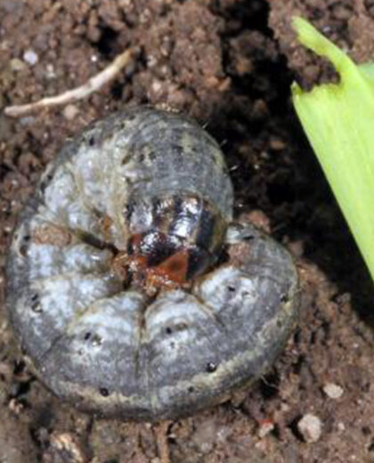 Cutworm_kenagro | Kenagro East Africa