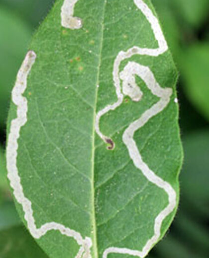 Leafminers_kenagro | Kenagro East Africa