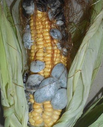 Maize Smut_kenagro | Kenagro East Africa