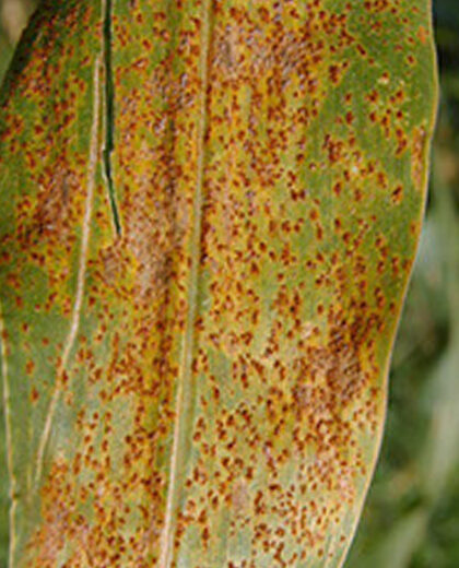 Maize rust_kenagro | Kenagro East Africa