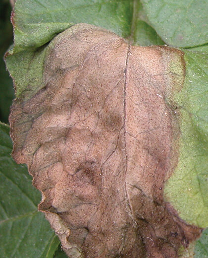 Potato Late Blight_kenagro | Kenagro East Africa