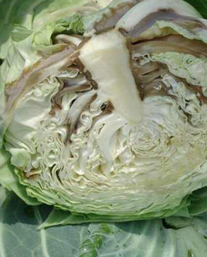 Soft Rot_kenagro | Kenagro East Africa