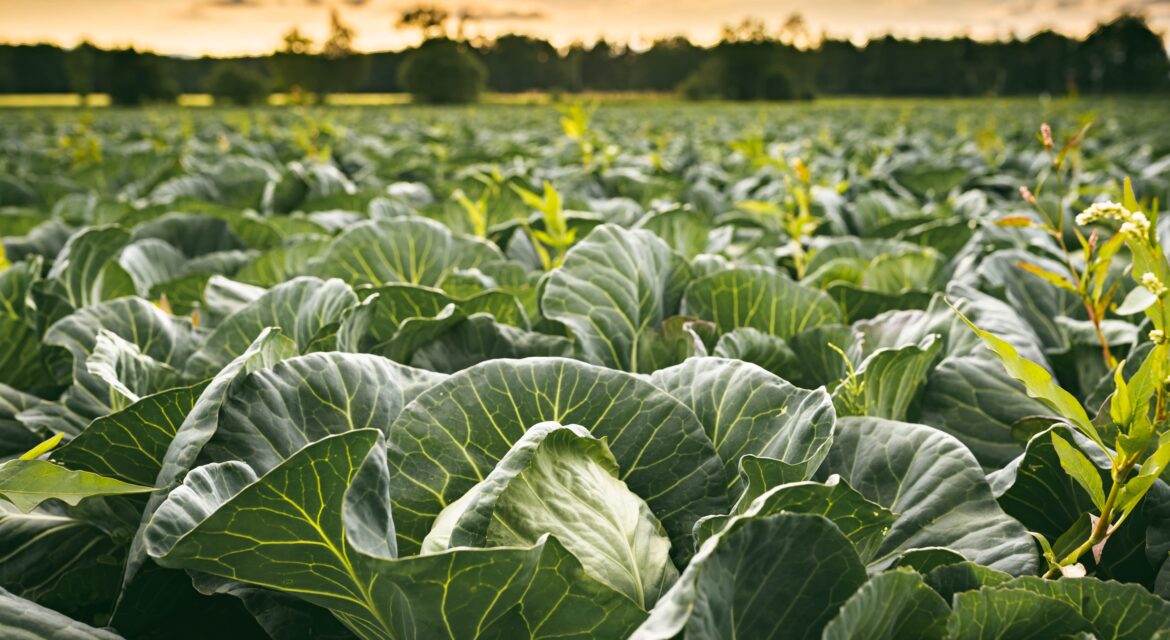 Cabbage Farming in Kenya A Comprehensive Guide for High Yields and Profitability_KENAGRO | Kenagro East Africa