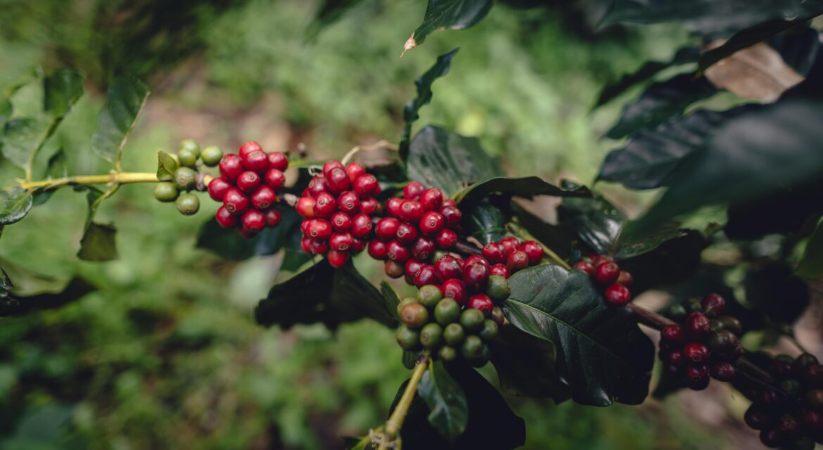 Coffee Farming in Kenya | Kenagro East Africa