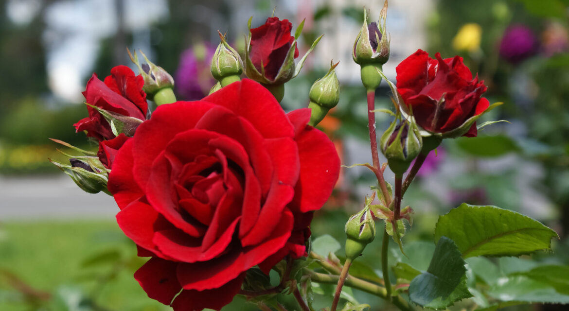 Bush,Of,Red,Roses,,,Blooming,,Green,,Floral,,Spring,,Petal, | Kenagro East Africa