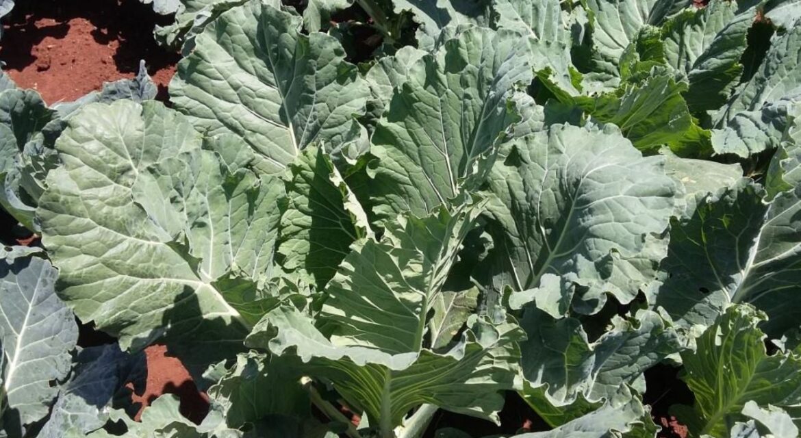 Kale (Sukuma Wiki) Farming in Kenya | Kenagro East Africa