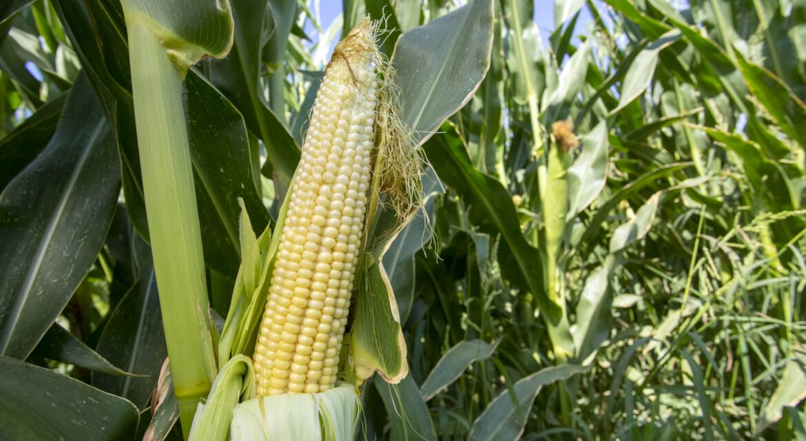 Maize Farming in Kenya_Guide to Boost Yields and Profits_KENAGRO | Kenagro East Africa