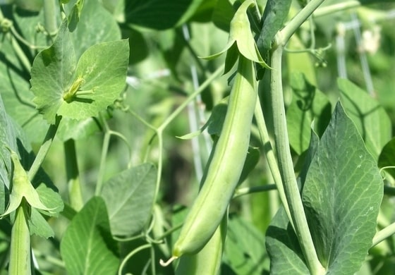 Peas Farming In Kenya | Kenagro East Africa