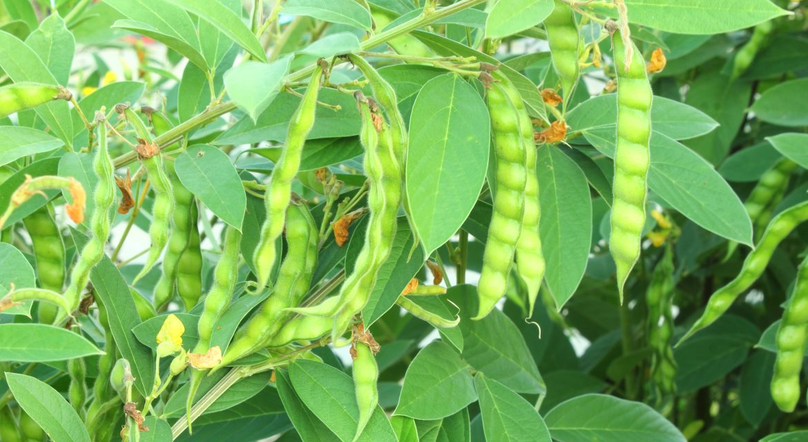 Pigeon,Pea,Or,Tuvar,Beans,Vegetable,On,Plant,With,Flower | Kenagro East Africa