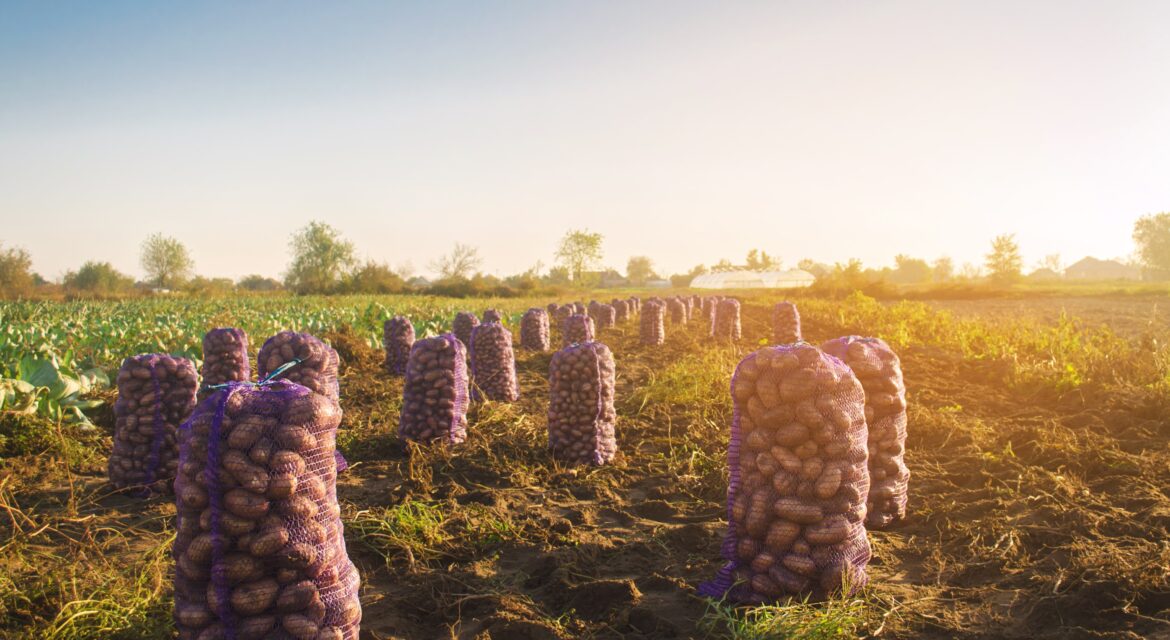 Potato Farming in Kenya_Guide for Higher Yields and Profits_KENAGRO | Kenagro East Africa
