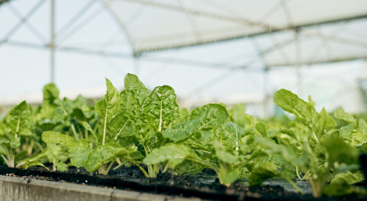 Spinach Farming in Kenya_Guide For High Yields_ In Greenhouse_KENAGRO | Kenagro East Africa