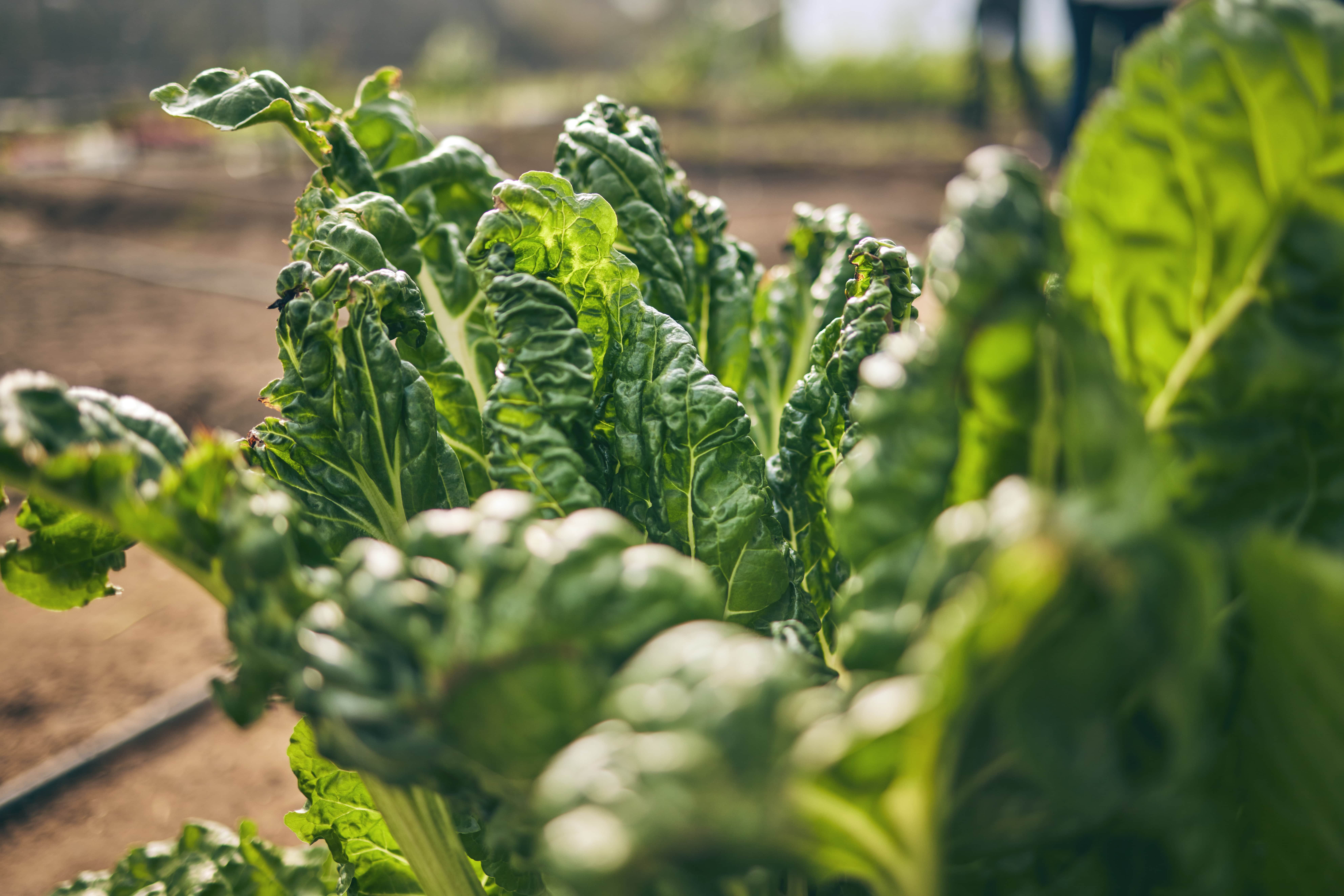 Spinach Farming in Kenya_Guide For High Yields_In Open Field_KENAGRO | Kenagro East Africa