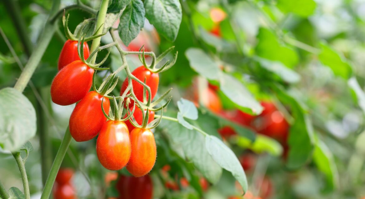 Tomato Farming in Kenya A Complete Guide for High Yields and Market Success_KENAGRO | Kenagro East Africa