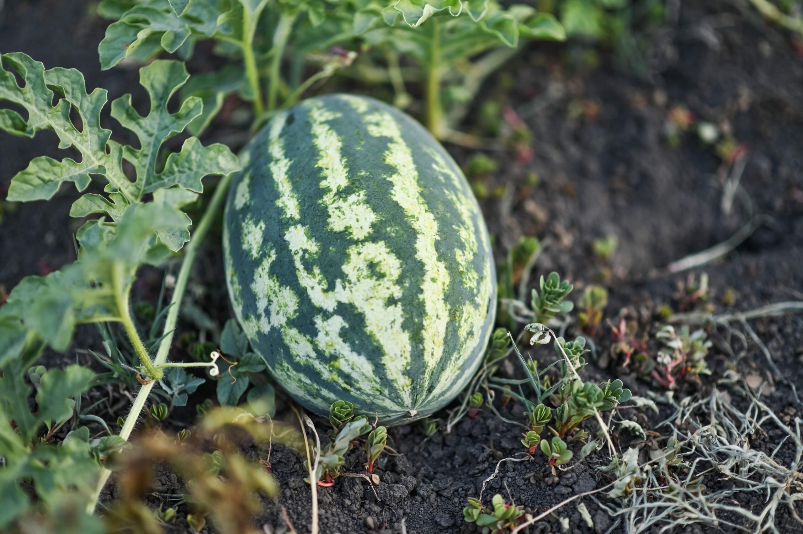 Watermelon Farming in Kenya_Guide for High Yields and Profitability_KENAGRO | Kenagro East Africa