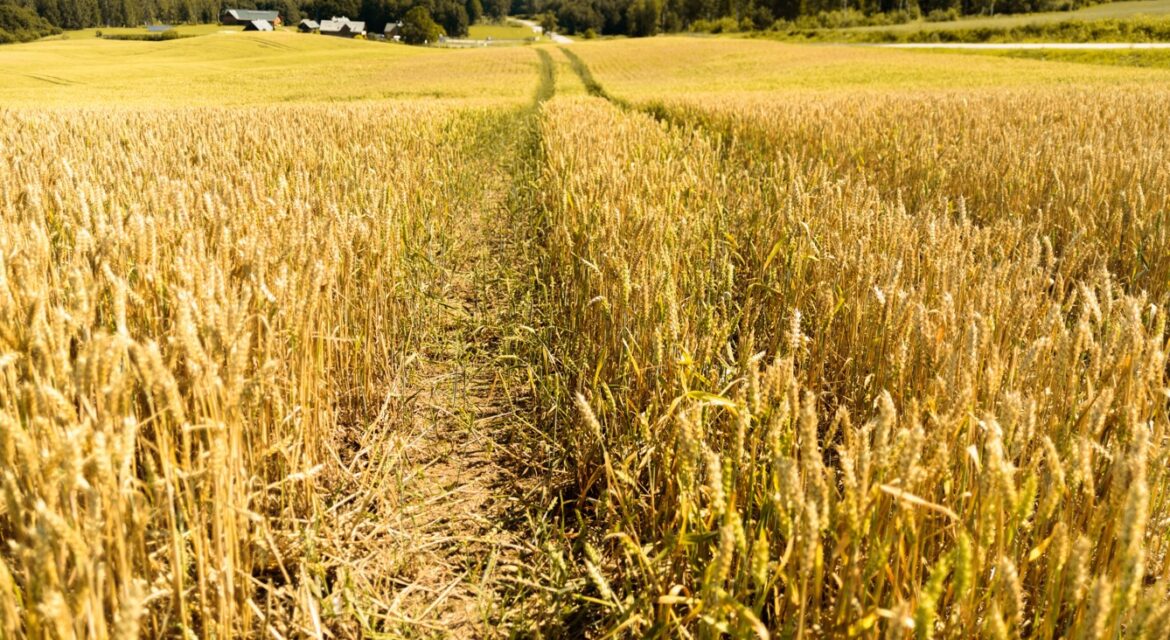 Wheat Farming in Kenya_Best Practices for Higher Yields and Profits_KENAGRO | Kenagro East Africa