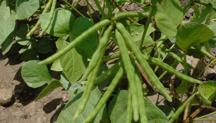 green_grams_kenagro | Kenagro East Africa