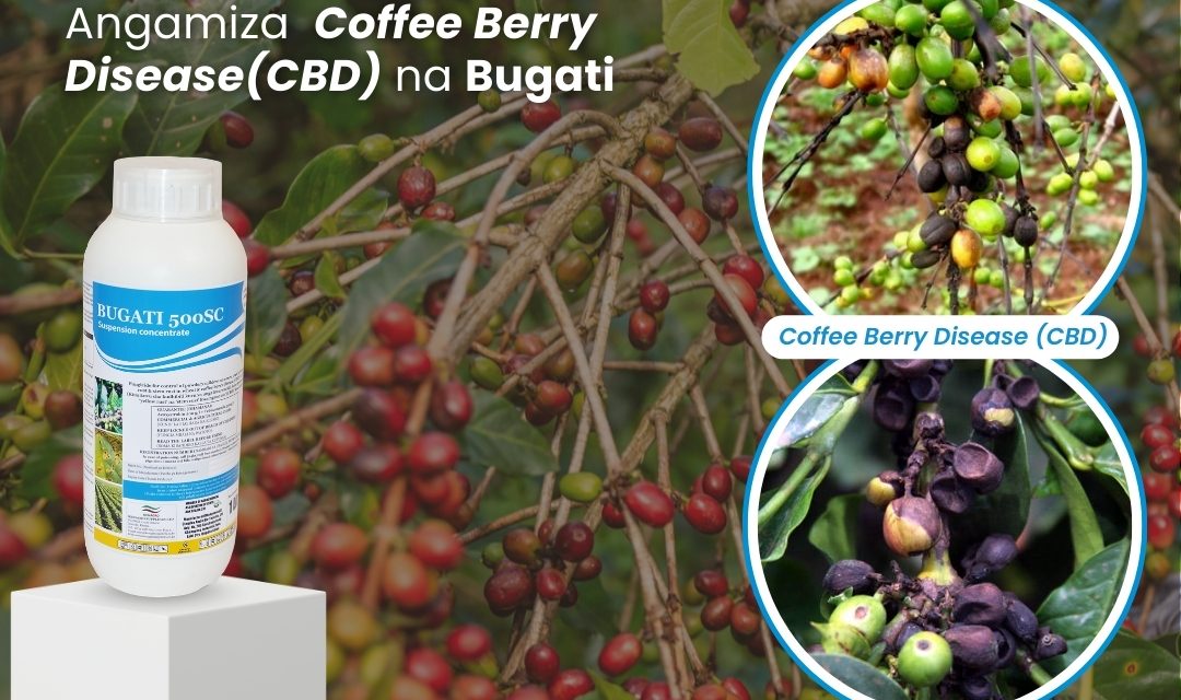 Control CBD in Coffee With Bugati | Kenagro East Africa