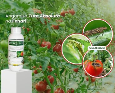 Control Tuta Absoluta With Fenari | Kenagro East Africa