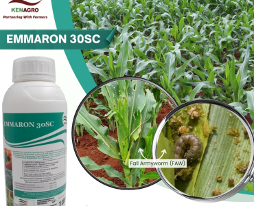 Kenagro Emmaron for control of FAW Fall Armyworm in Maize.jpg | Kenagro East Africa