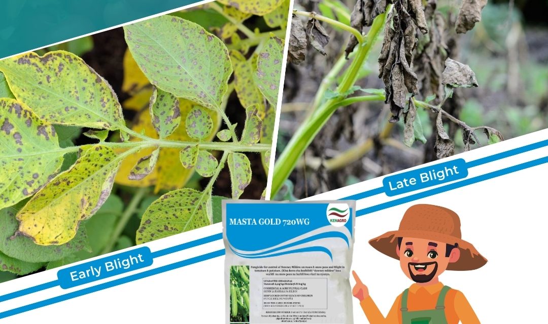 Kenagro Masta Gold for control of blight in potatoes.jpg | Kenagro East Africa