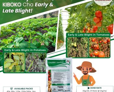 Kenagro Tajiri for control of blight in Tomatoes.jpg | Kenagro East Africa