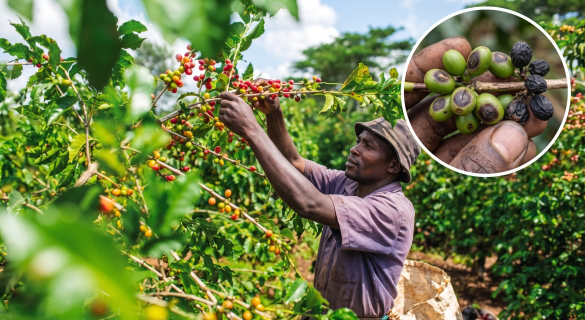 african-farmer-harvesting-coffee-cbd-disease-guide | Kenagro East Africa Farmer harvests ripe coffee cherries from a lush, sunlit coffee plantation; inset shows a close-up of berries in a hand.