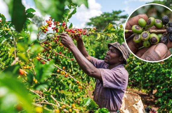african-farmer-harvesting-coffee-cbd-disease-guide | Kenagro East Africa Farmer harvests ripe coffee cherries from a lush, sunlit coffee plantation; inset shows a close-up of berries in a hand.