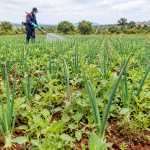 Farmworker in protective gear sprays crops in a green field of onion-like plants under a cloudy blue sky.