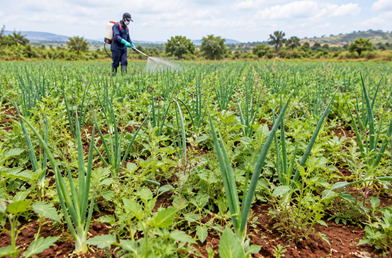 farmer-onion-weed-control-oxen-gold Kenagro East Africa | Kenagro East Africa Farmworker in protective gear sprays crops in a green field of onion-like plants under a cloudy blue sky.