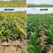 Mahindi RA Before and After Application | Kenagro East Africa