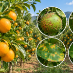 Orange trees with ripe fruit; four insets highlight citrus diseases on fruit and leaves (rust spots on green fruit, spotted yellow-orange fruit, and leaf lesions).