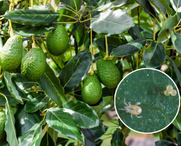 Persea Mites with On Avacodos_Kenagro | Kenagro East Africa