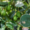 Persea Mites with On Avacodos_Kenagro | Kenagro East Africa