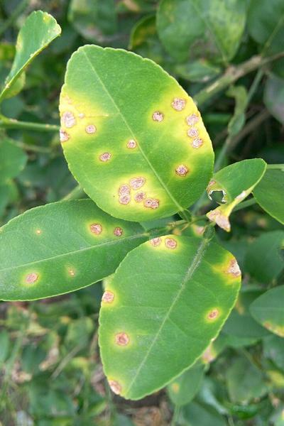 citrus-canker-citrus-6 | Kenagro East Africa