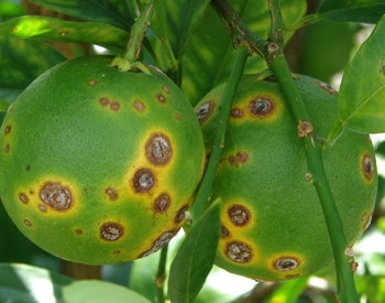 citrus-canker-fruit | Kenagro East Africa