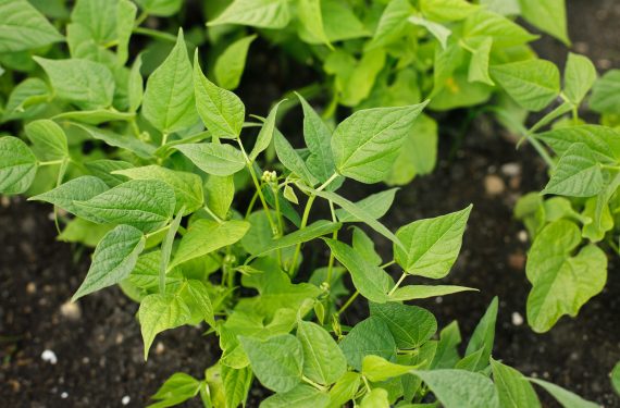 Green beans growing in urban garden. Asparagus bean sprout leave | Kenagro East Africa