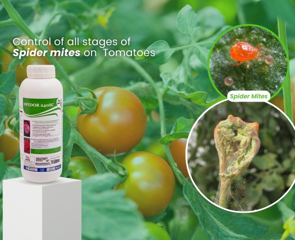 Bottle of spider mite pesticide on a white pedestal among tomato plants, with the headline about controlling spider mites on tomatoes.