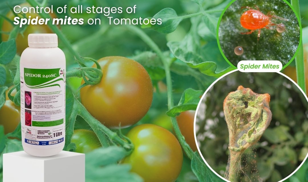 Bottle of spider mite pesticide on a white pedestal among tomato plants, with the headline about controlling spider mites on tomatoes.