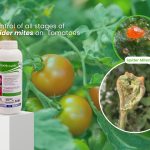 Bottle of spider mite pesticide on a white pedestal among tomato plants, with the headline about controlling spider mites on tomatoes.