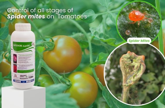 spider-mites-on-tomatoes-spidor-240sc | Kenagro East Africa Bottle of spider mite pesticide on a white pedestal among tomato plants, with the headline about controlling spider mites on tomatoes.