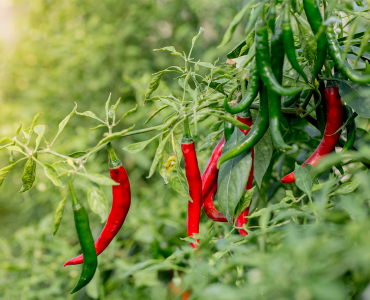Chilli Farming In Kenya_Kenagro | Kenagro East Africa Green and red chili peppers growing on a leafy plant in a garden, sunlit background.